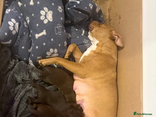 Mixed Breed dogs Labrador x Olde English Bulldogge Puppies - Advert 4