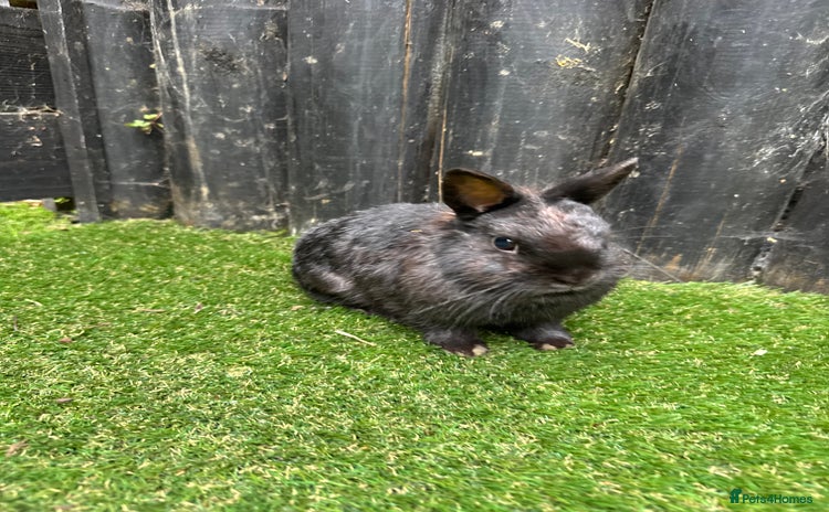 Netherland Dwarf rabbits - Advert 7