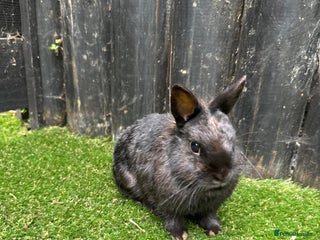 Netherland Dwarf rabbits - Advert 7