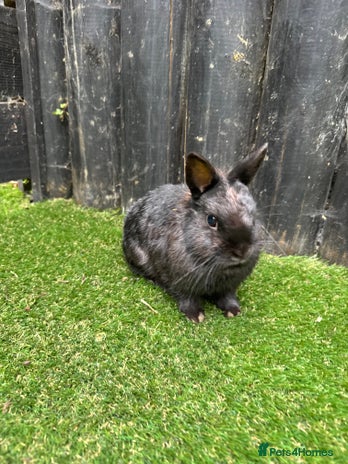 Netherland Dwarf rabbits - Advert 3
