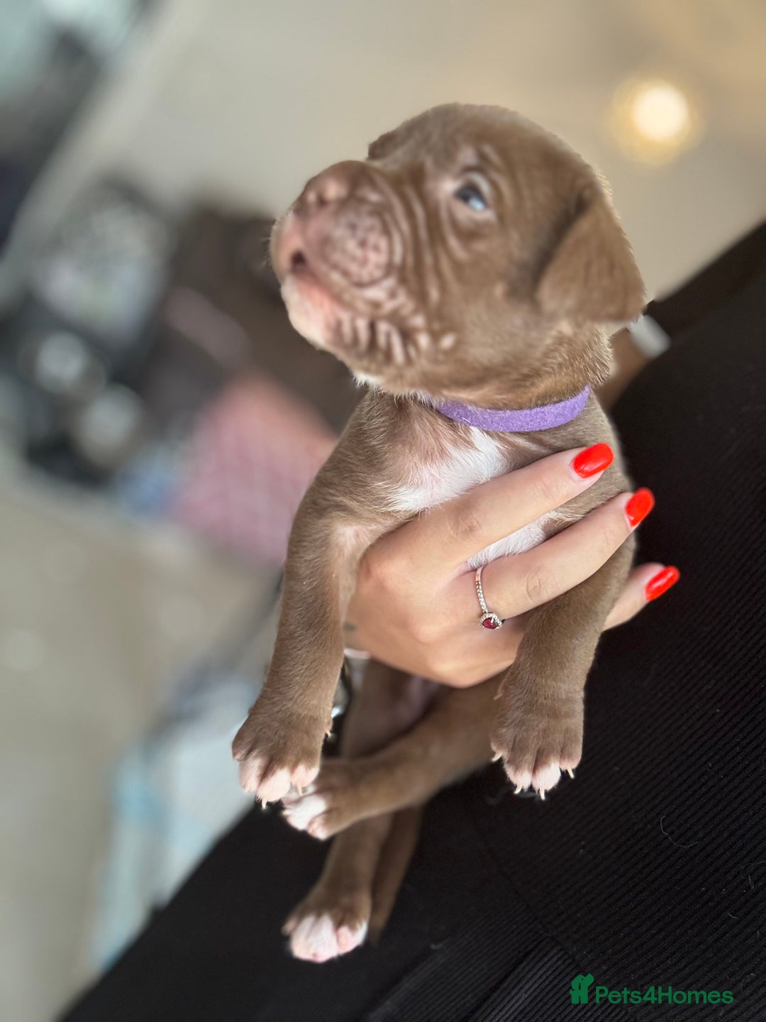 Mixed Breed dogs for sale: Rare breeding American x Bulldog x Cane Corso Pups - Image 8