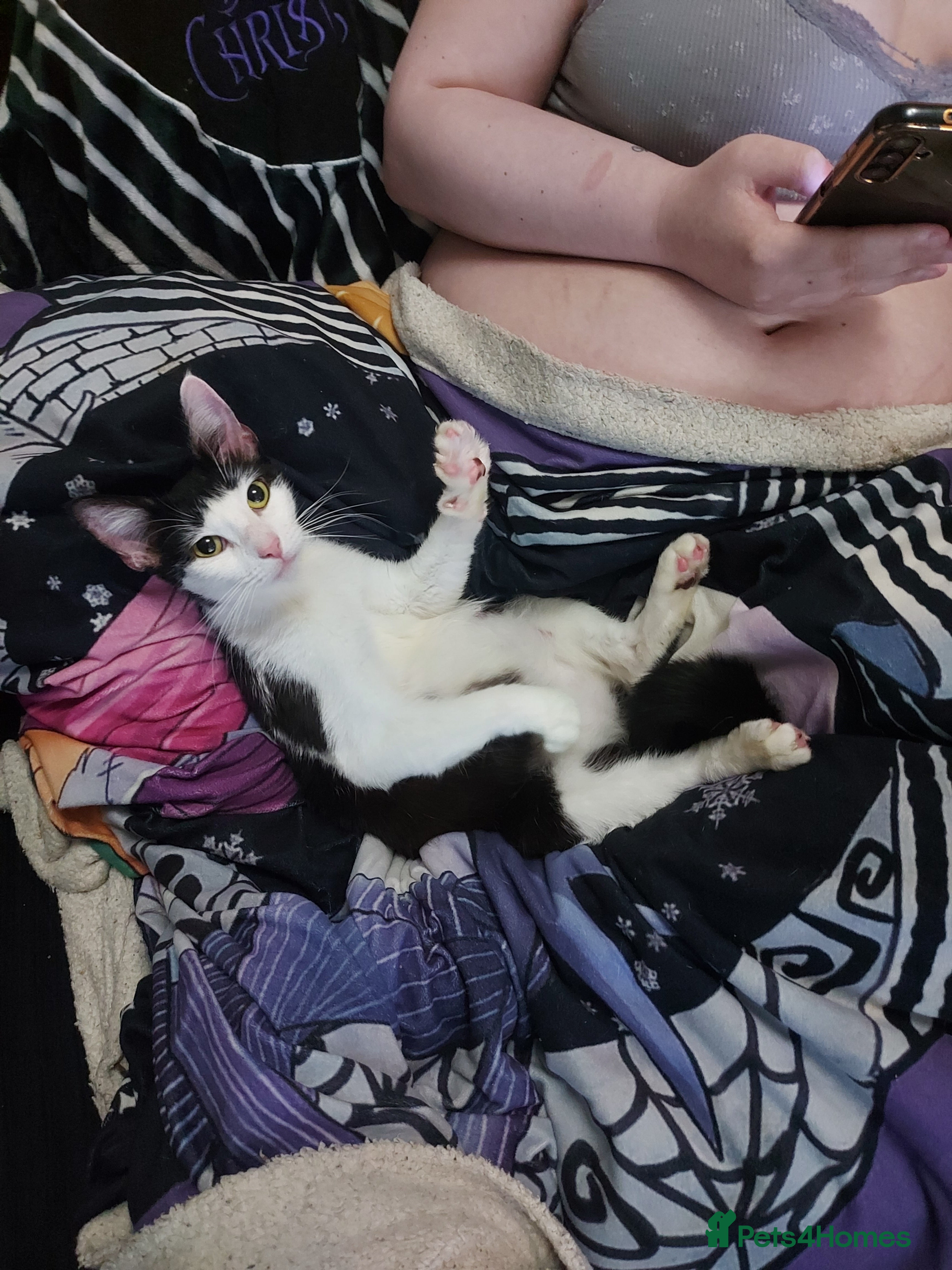 Mixed Breed cats Mixed Breed Kittens For Sale - Advert 1