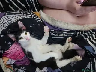 Mixed Breed cats Mixed Breed Kittens For Sale - Advert 8