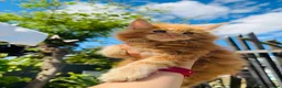 Maine Coon cats for sale: Pure breed beautiful main coon kitten  - Advert 33