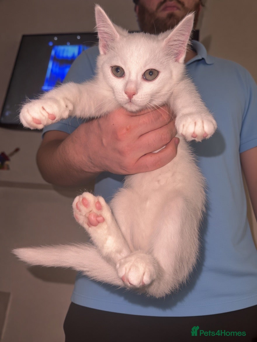 British Shorthair cats for sale: RARE White British Short Hair X Ragdoll Kittens - Advert 3