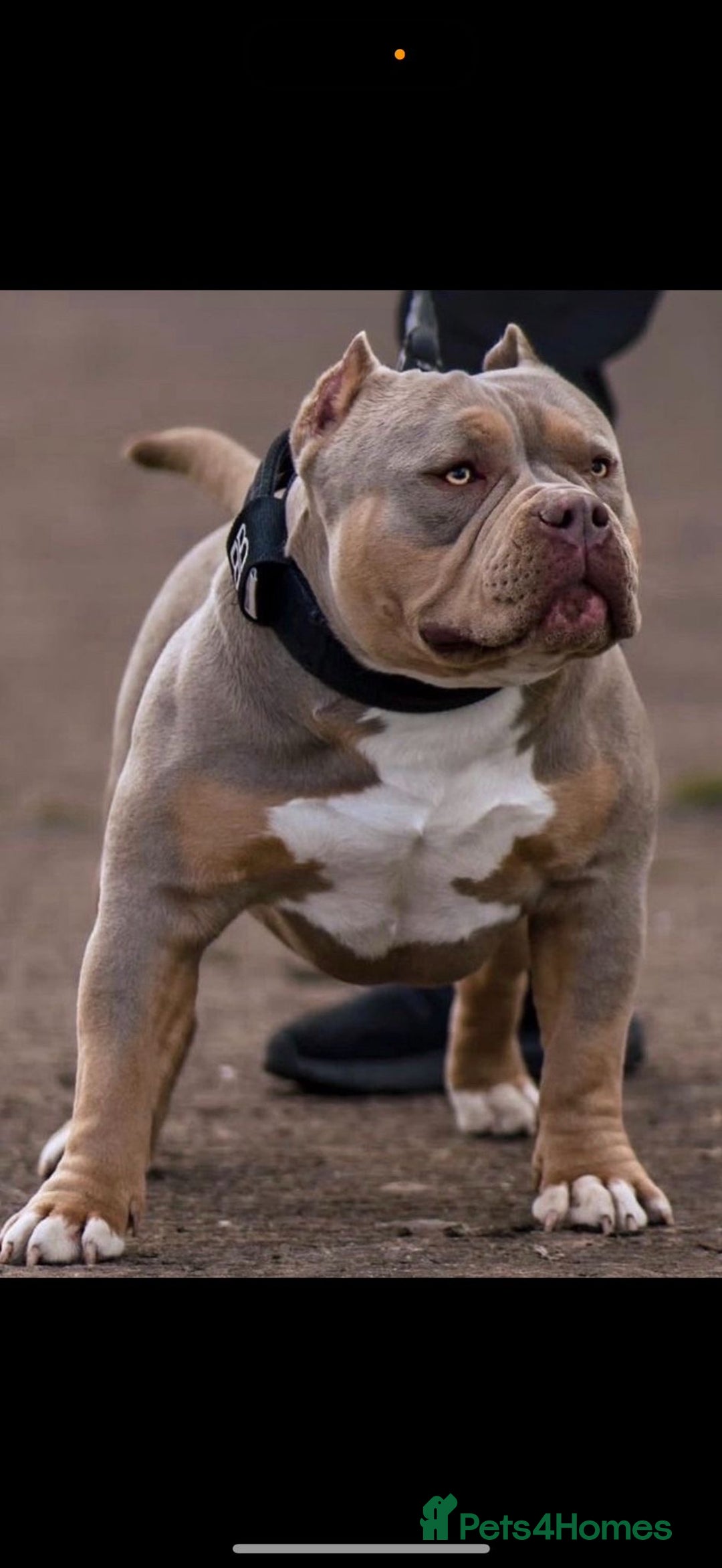 American Bully dogs for sale: Beautiful little pocket bullies for sale - Advert 14