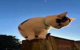Mixed Breed cats for sale: Male  Cat - Image 4