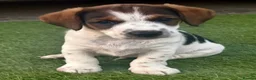 Jack Russell dogs for sale: Traditional short-legged Jack Russell puppies. - Advert 12