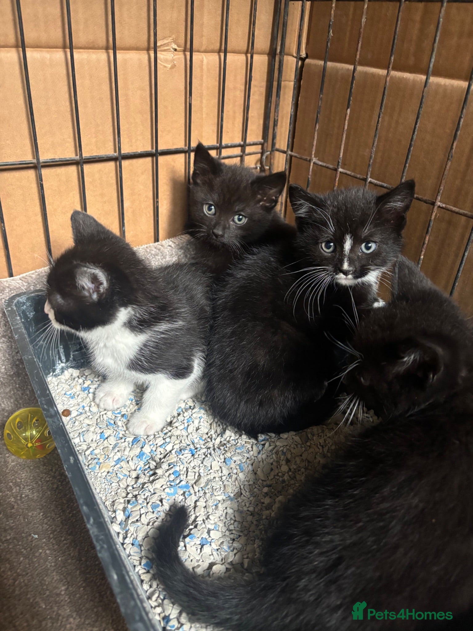 Domestic Shorthair cats Black and black and white kittens - Advert 6