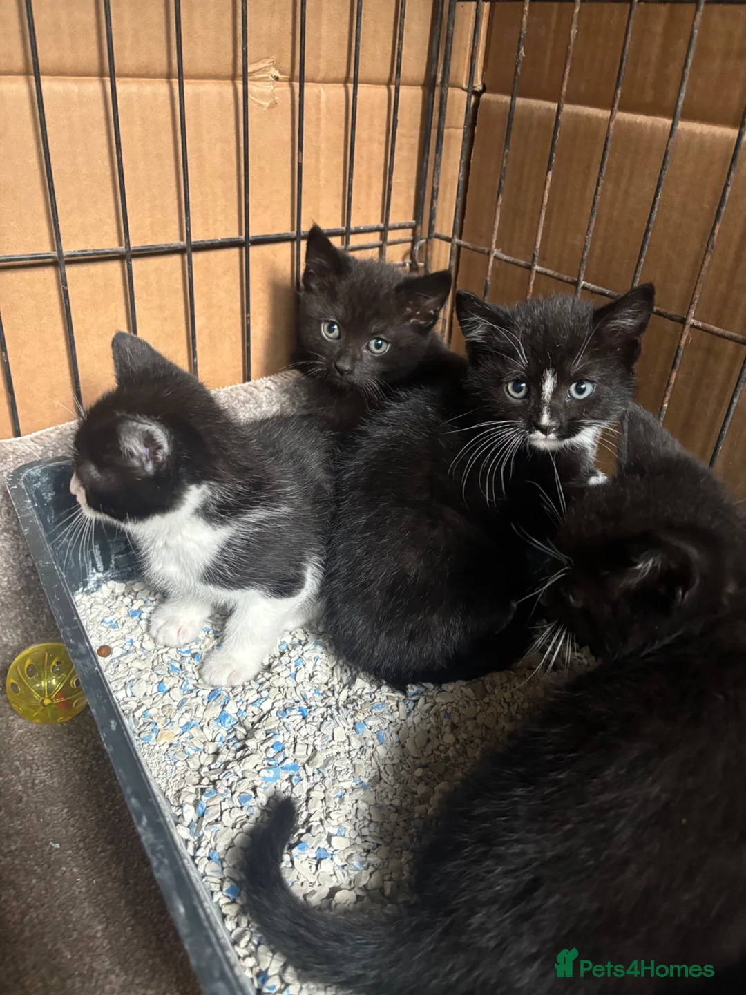 Domestic Shorthair cats for sale: Black and black and white kittens - Advert 1