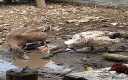 Ducks poultry for sale: Gorgeous cherry valley ducks  - Image 3