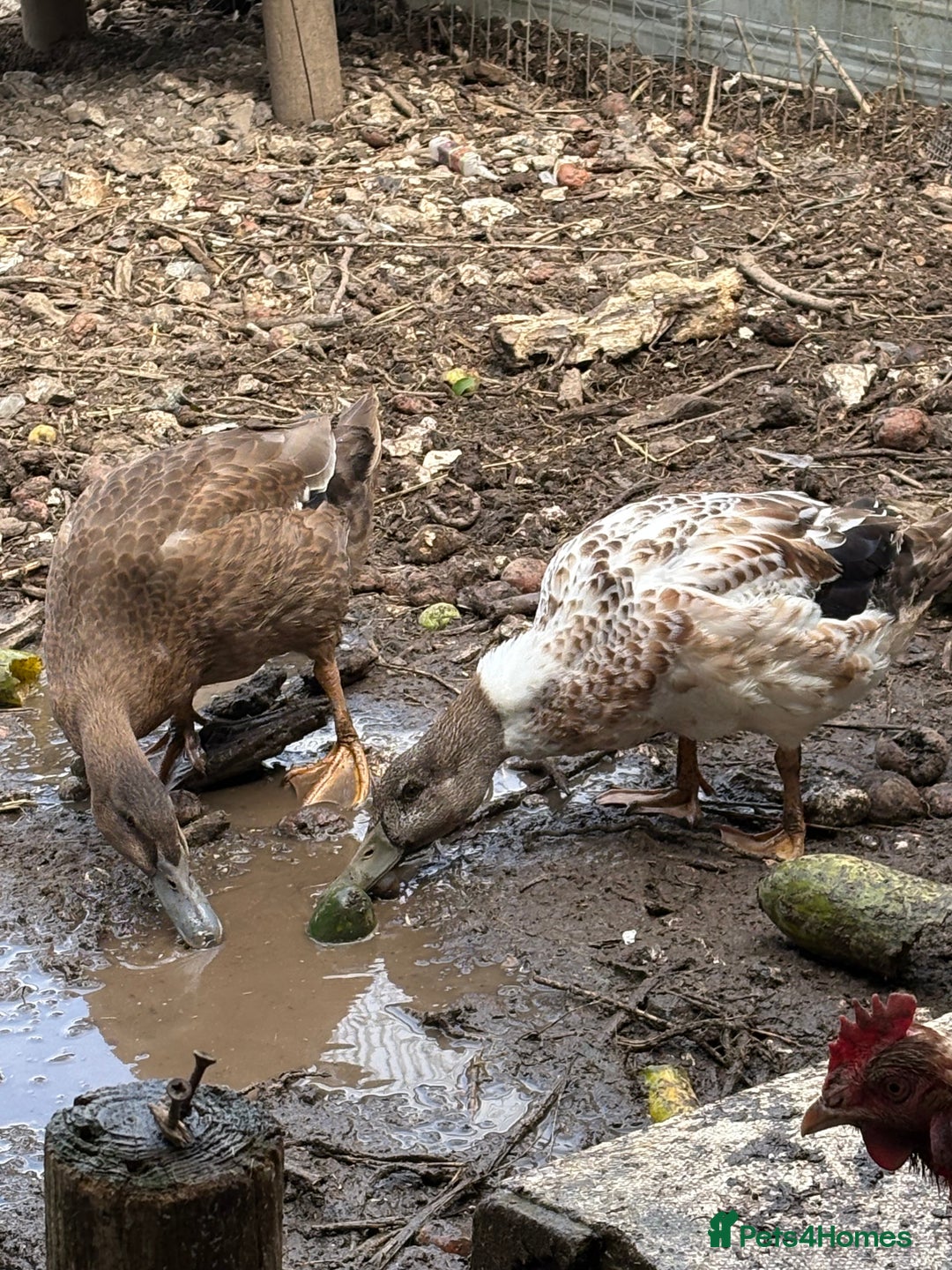 Ducks poultry for sale: Gorgeous cherry valley ducks  - Image 3