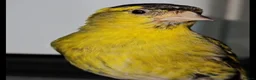 Finches birds for sale: Colourful mix of finches and canaries - Advert 1