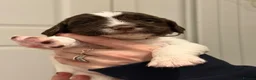 English Springer Spaniel dogs for sale: English Springer Spaniel puppies - Advert 2