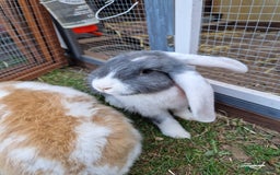 French Lop rabbits for sale: French lop/continental giant babies - Image 6