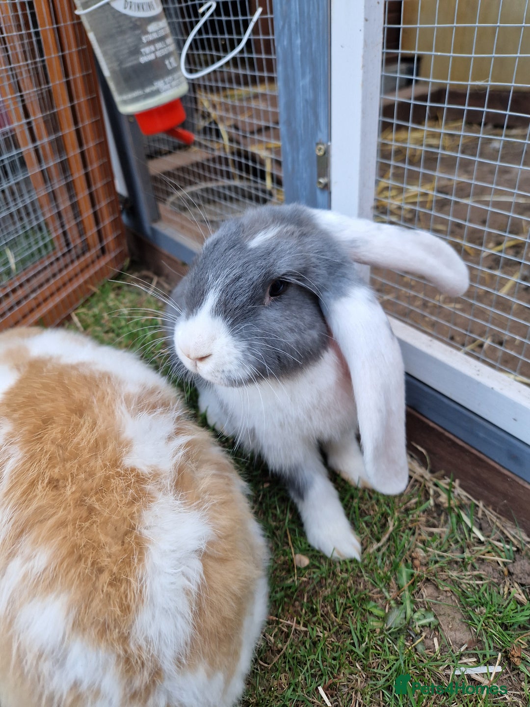 French Lop rabbits for sale: French lop/continental giant babies - Image 6