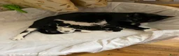 American Shorthair cats for sale: Amazing kittens  in Mitcham - Advert 2