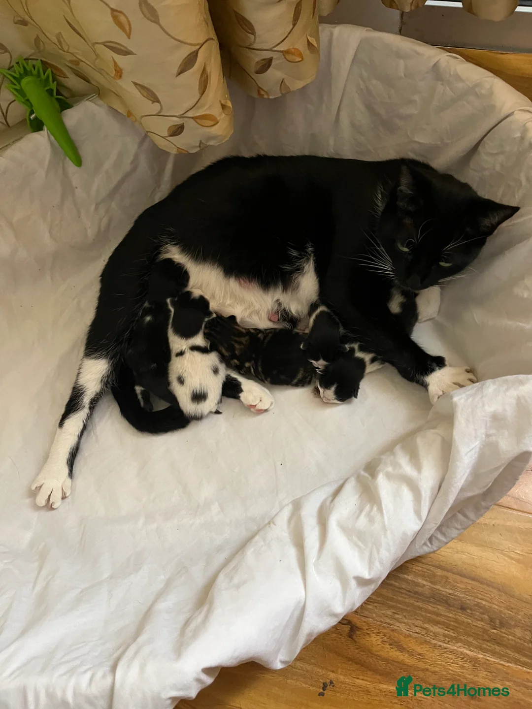 American Shorthair cats for sale: Amazing kittens  in Mitcham - Advert 2