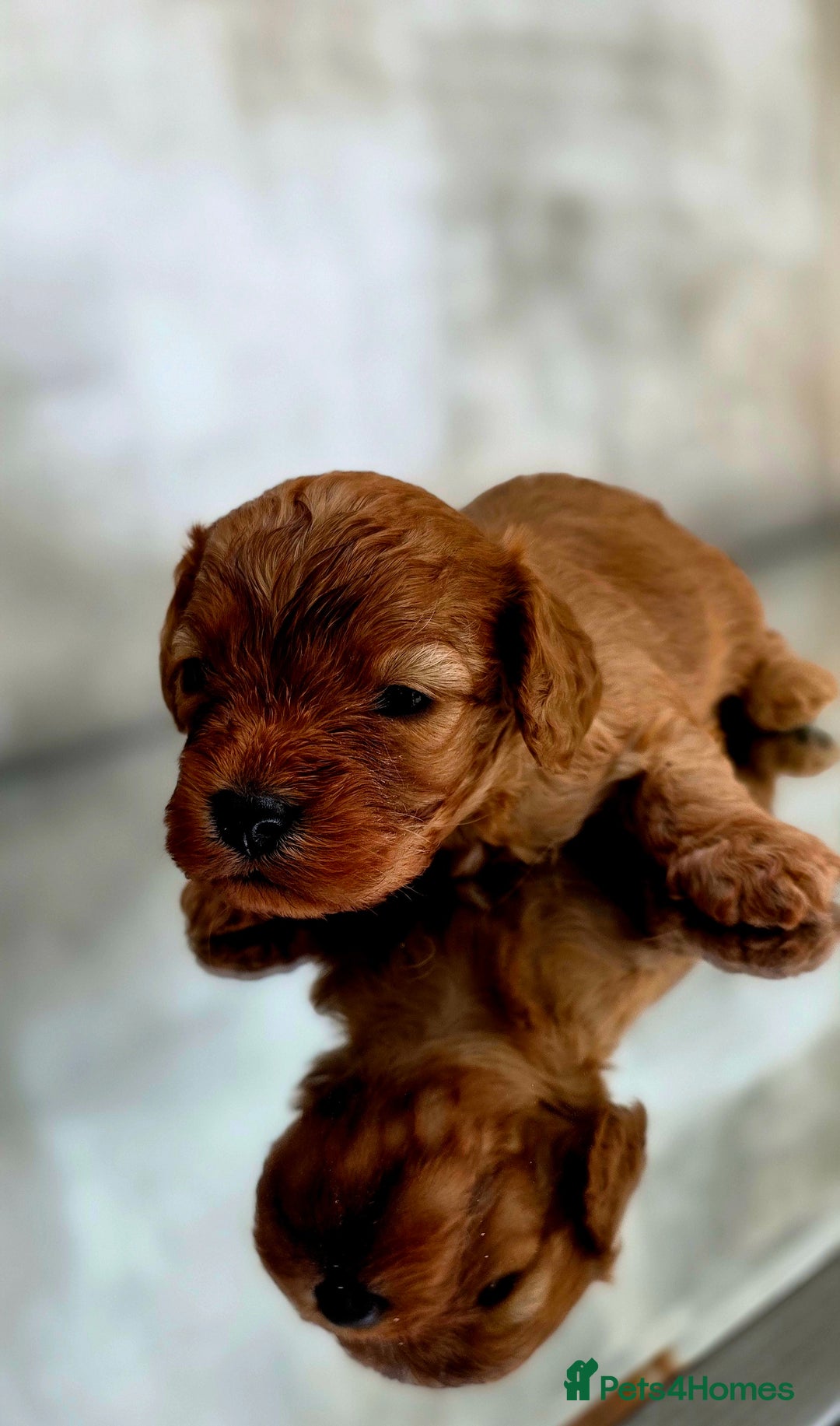 Cavapoo dogs for sale: Exquisit F1 Toy Cavapoos - Health tested Parent - Image 6