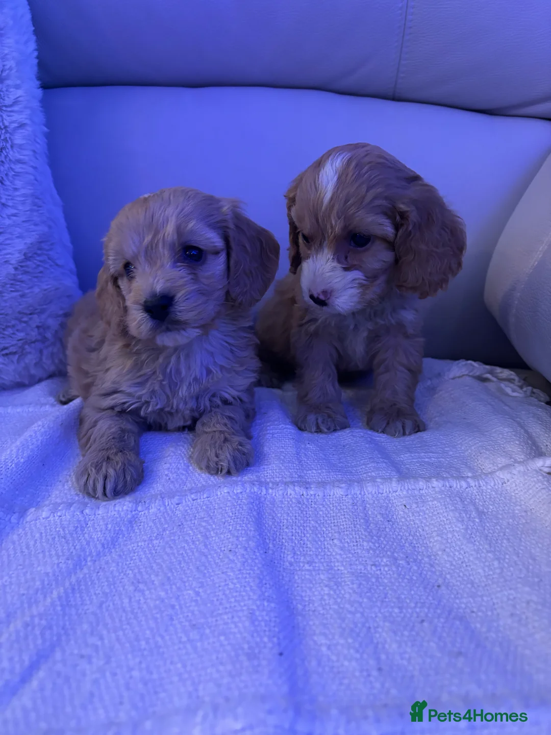 Cockapoo dogs for sale: 🐶🐶 cockerpoo puppies 🐶🐶 - Advert 16