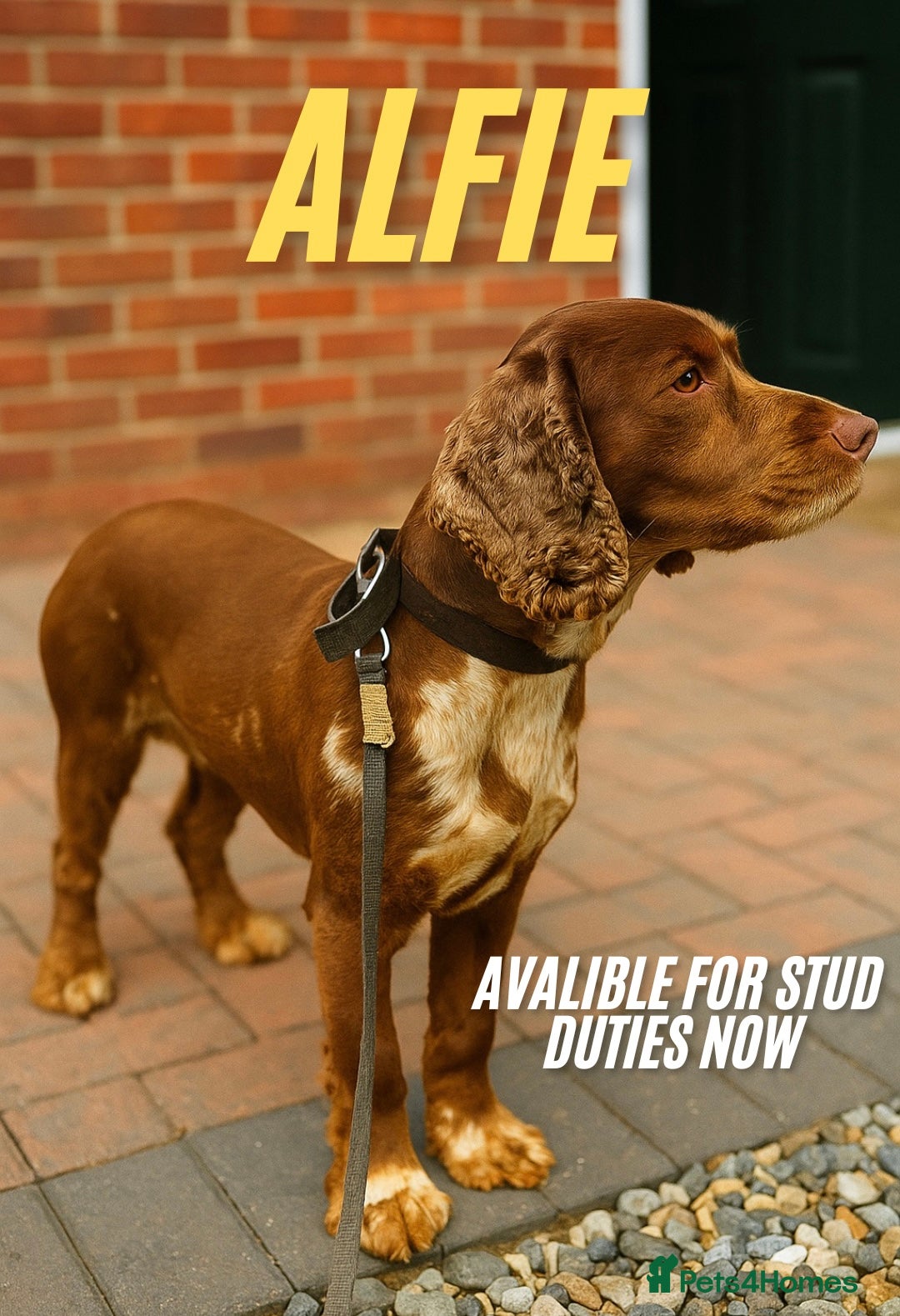 Cocker Spaniel dogs for stud: Merle cocker spaniel for stud in Seaham - Image 1