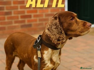 Cocker Spaniel dogs in Seaham - Advert 17