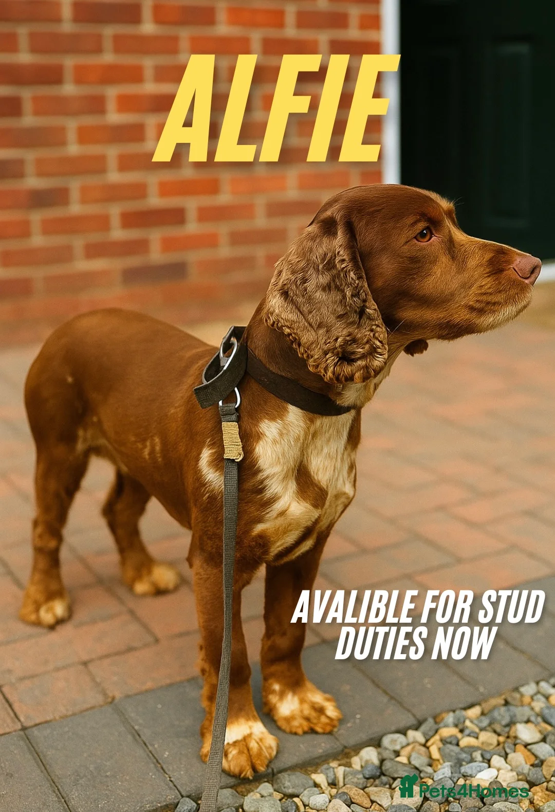 Cocker Spaniel dogs for stud: Merle cocker spaniel for stud - Advert 1