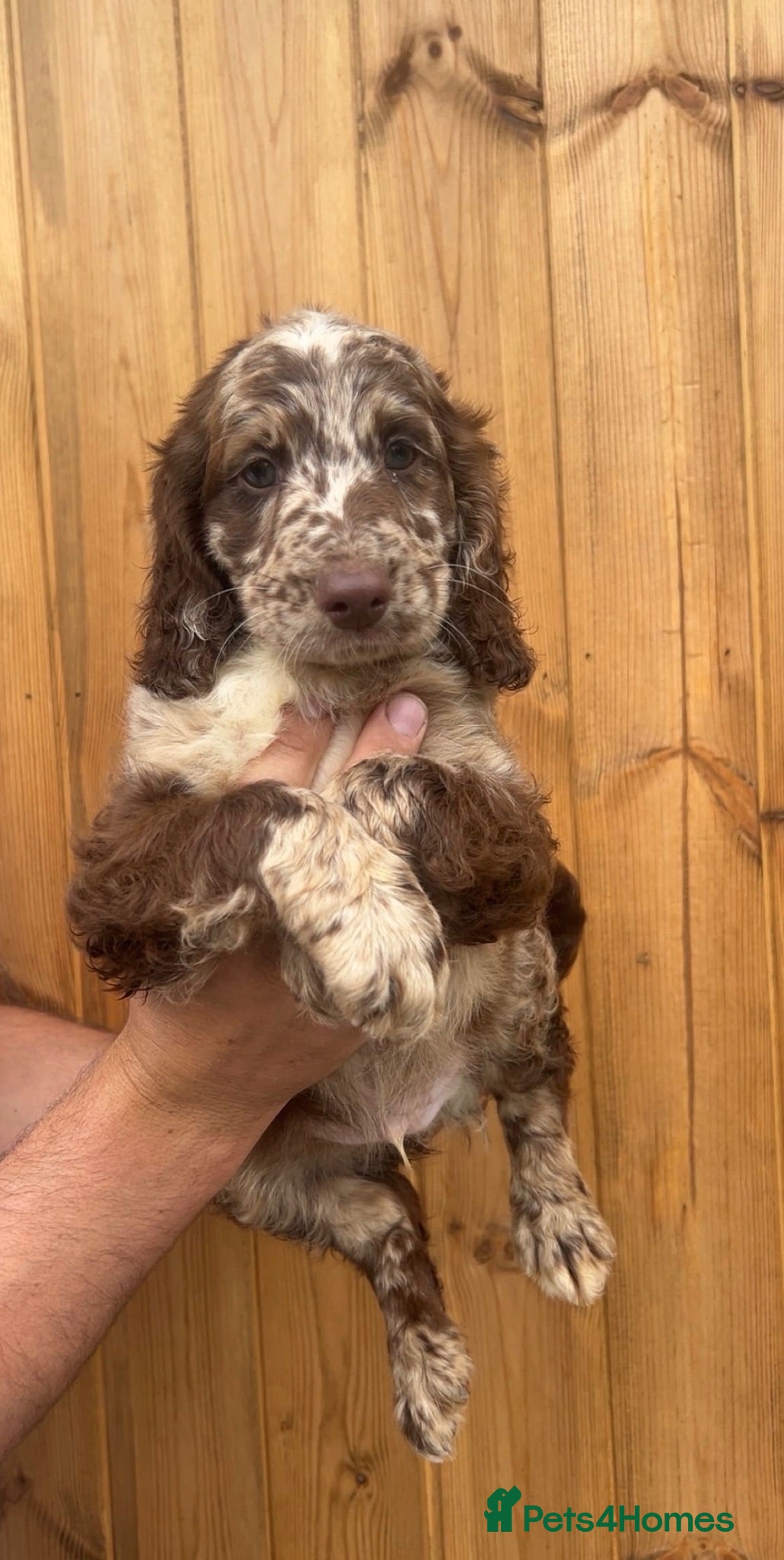 Sproodle dogs STUNNING F2 MERLE SPROODLES - Advert 12