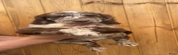 Sproodle dogs for sale: 2 GIRLS LEFT PRA CLEAR SPROODLES - Advert 14