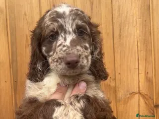 Sproodle dogs STUNNING F2 MERLE SPROODLES - Advert 12