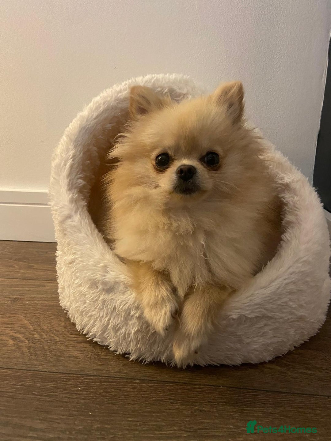 Pomeranian dogs for sale: KC Registered Cream Pomeranian Girl - Image 4