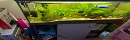 Mixed Breed invertebrates for sale: 120l tank cabinet and 8 shrimp  in Newtown - Advert 7