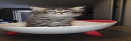 Persian cats for sale: PERSIAN KITTEN FOR SALE in Peterborough - Advert 6