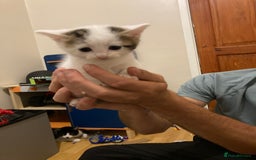 Mixed Breed cats for sale: 3 beautiful kittens  - Image 2