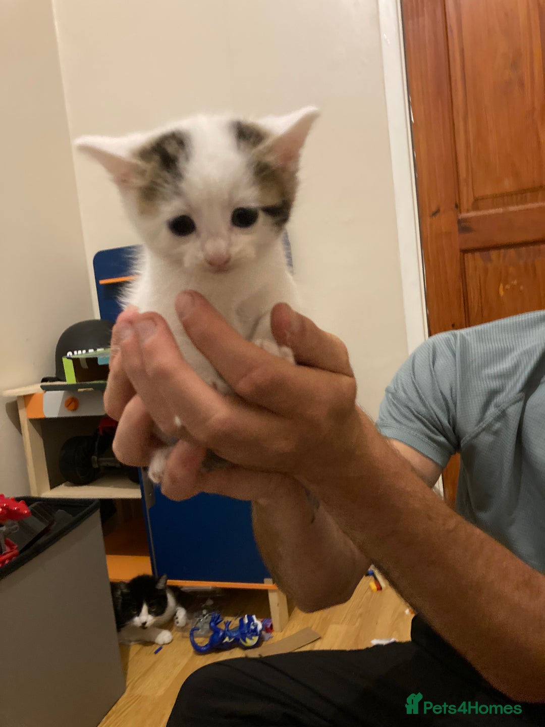 Mixed Breed cats for sale: 3 beautiful kittens  - Image 2