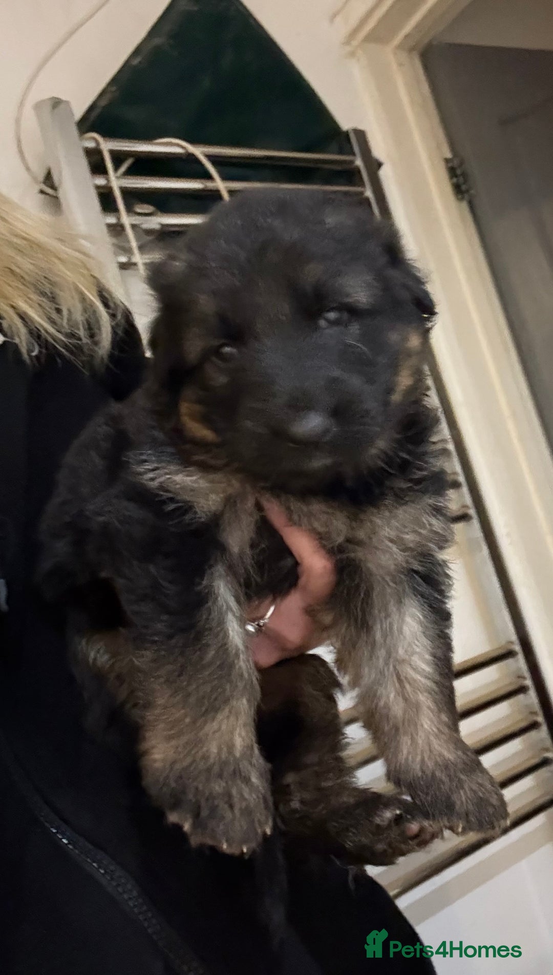 German Shepherd dogs for sale: KC GSD long coat.  Fantastic bloodlines.  - Advert 21