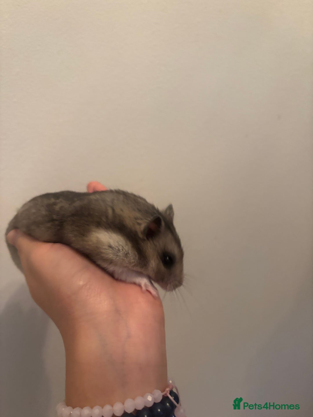 Hamster rodents for sale: hamster  - Advert 5