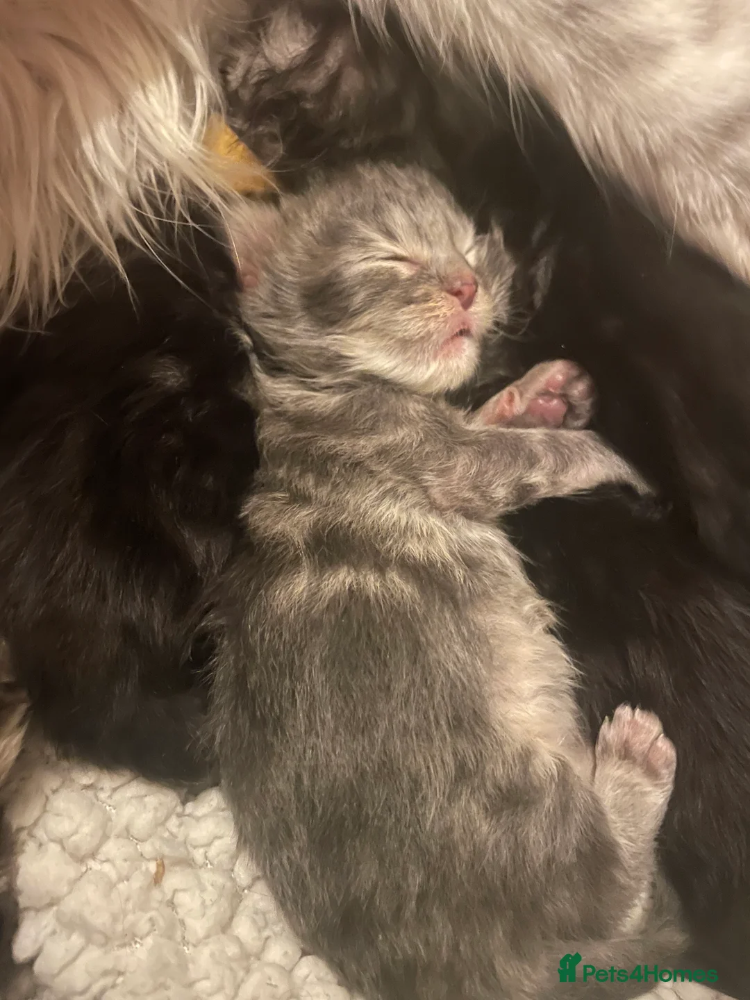 Maine Coon cats for sale: Beautiful Silver tabby Maine coon girls - Advert 24