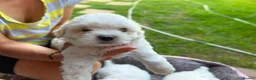 Mixed Breed dogs for sale: Bichon frise  in Bedford - Advert 4