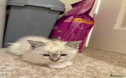 Ragdoll cats for sale: Ragdoll kitten  - Image 8