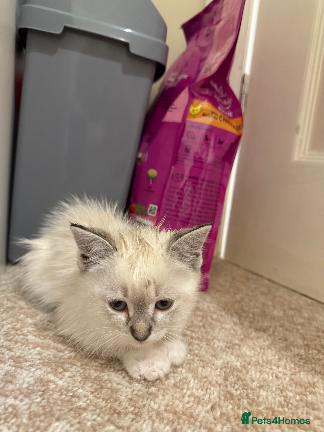 Ragdoll cats for sale: Ragdoll kitten  - Image 8