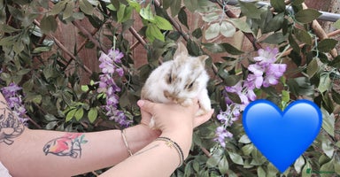 Mini Lop rabbits - Advert 8