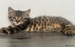 Mixed Breed cats for sale: Kittens for sale  - Image 6