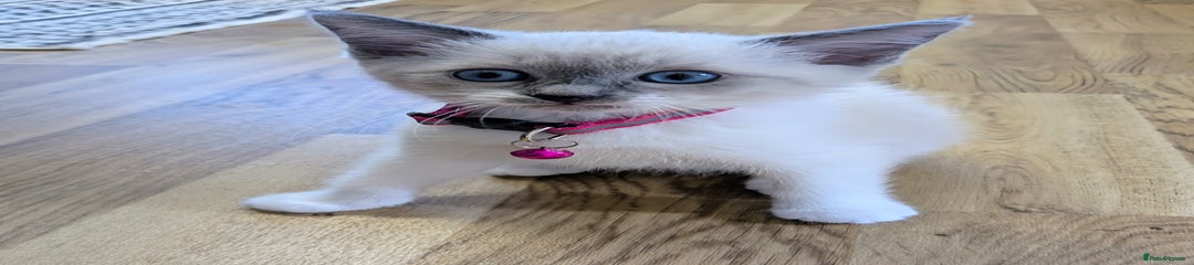 Pink Collar