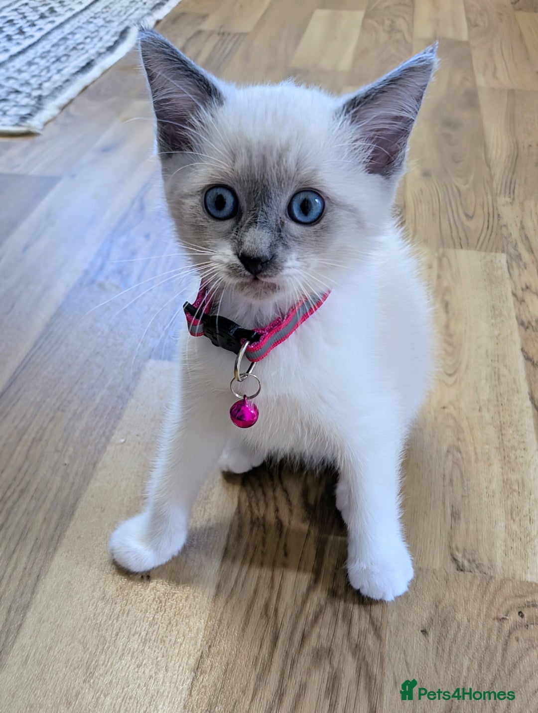 Ragamese cats for sale: 🐾💎Ragdoll X Siamese (Ragamese) Kittens💎🐾 - Image 13