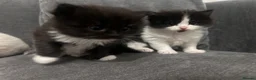 Ragdoll cats for sale: Stunning 3/4 Ragdolls Kittens - Advert 5