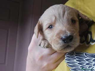 Labradoodle dogs 7 gorgeous Labradoodles - Advert 12