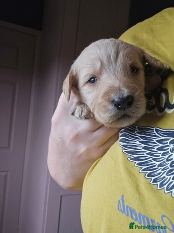 Labradoodle dogs - Advert 3