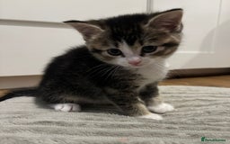 Scottish Fold cats for sale: 4 Scottish fold girl kittens  - Image 5