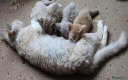 Devon Rex cats for sale: Beautiful Devon Rex Kittens - GCCF registered - Image 31